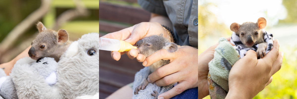 A tiny koala joey is being hand-raised at the Australian Reptile Park after her mum became unexpectedly sick and could no longer care for her.