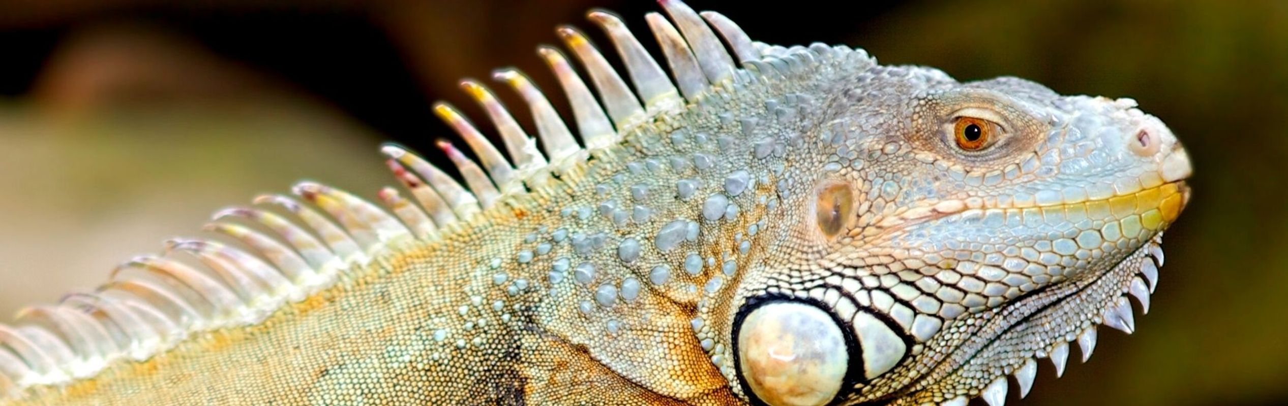 Australian Reptile Park Green Iguana