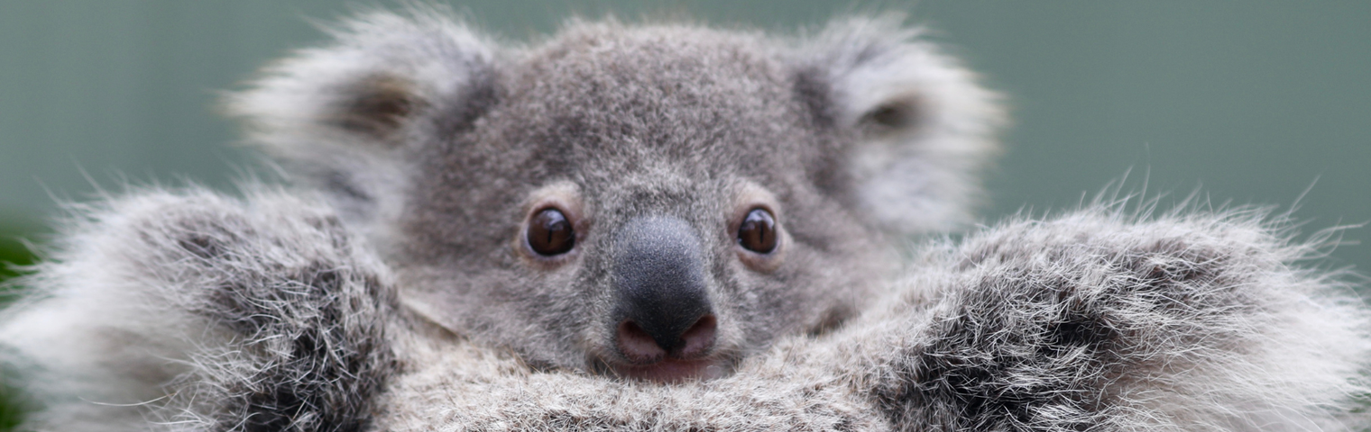 Meet 'Olaf' - Elsa the Koala's First Joey!