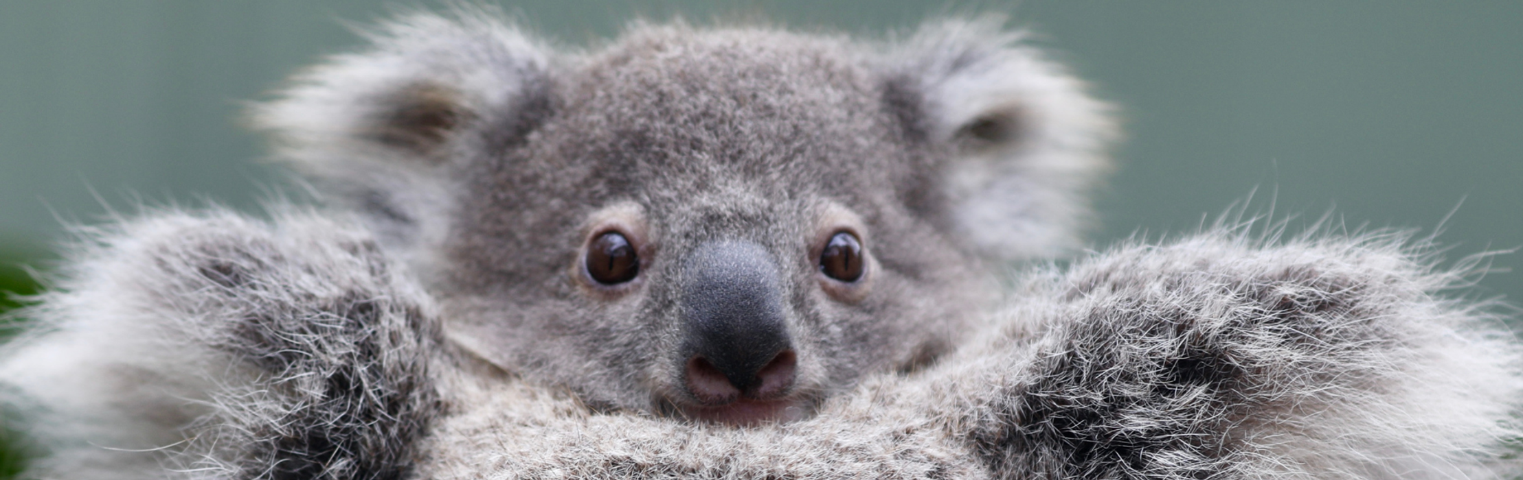 Meet 'Olaf' - Elsa the Koala's First Joey!