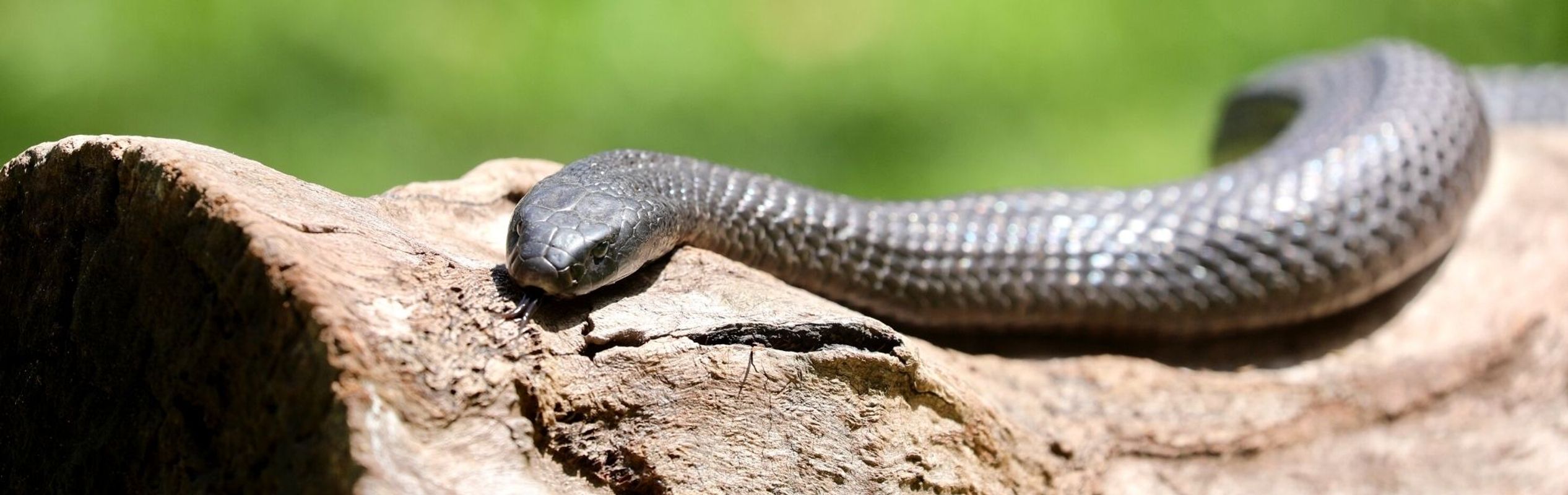 Australian Reptile Park Spotted Black Snake