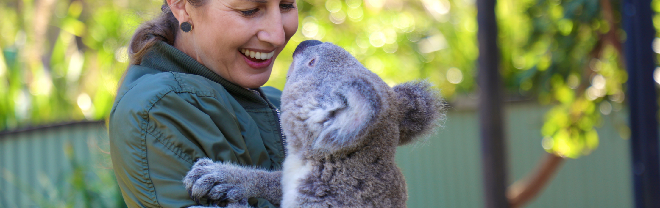 The 100th Koala Joey Has Been Born At The Park