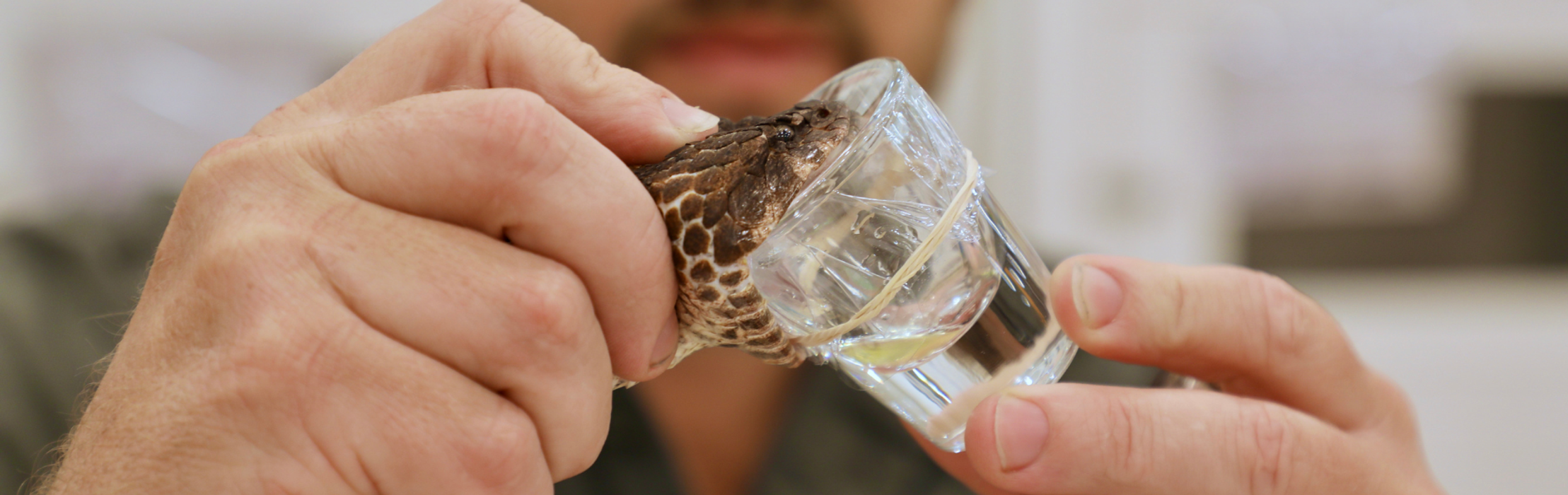 Australian Reptile Park Breaks Ground on Lifesaving Venom Facility