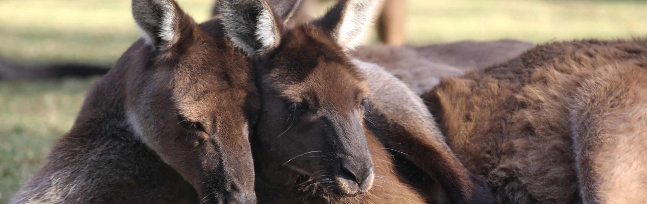 Australian Reptile Park Animal