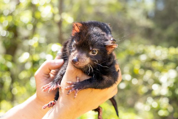 Meet Baby Tasmanian Devil Joeys