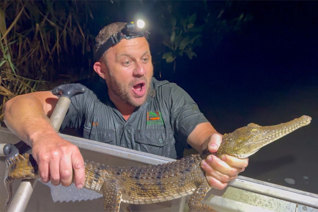 park manager billy collett in creek holding fresh water crocodile