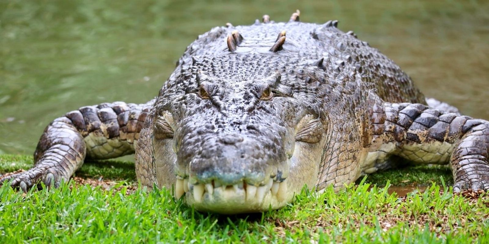 Australian Reptile Park Saltwater Crocodile