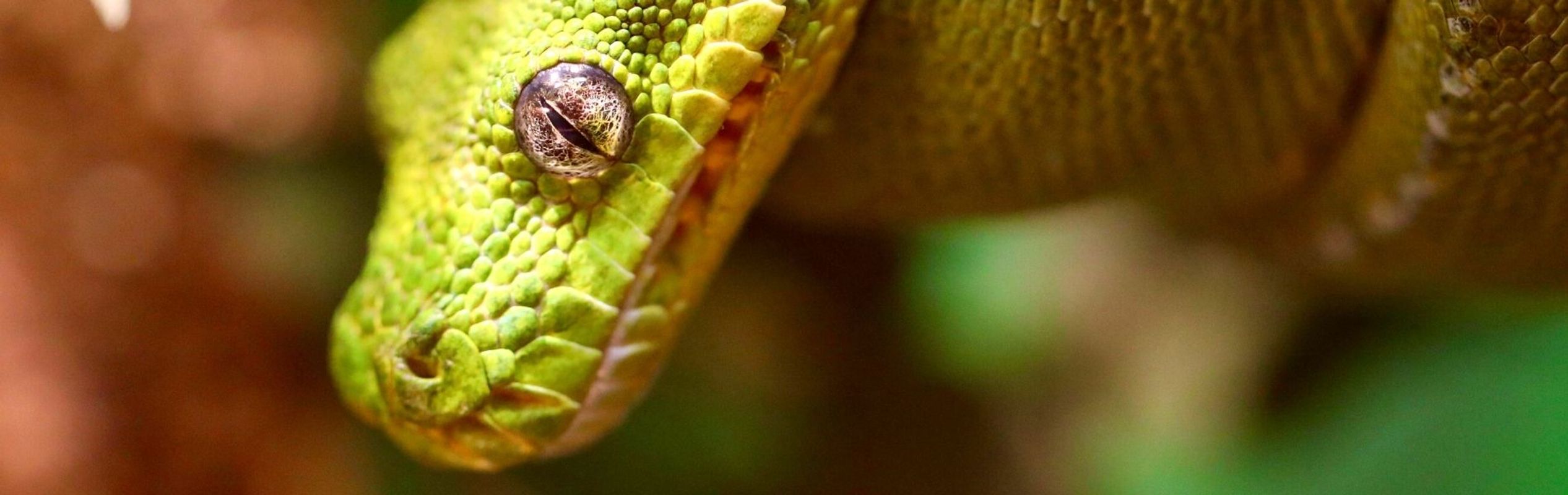 Australian Reptile Park Green Tree Python