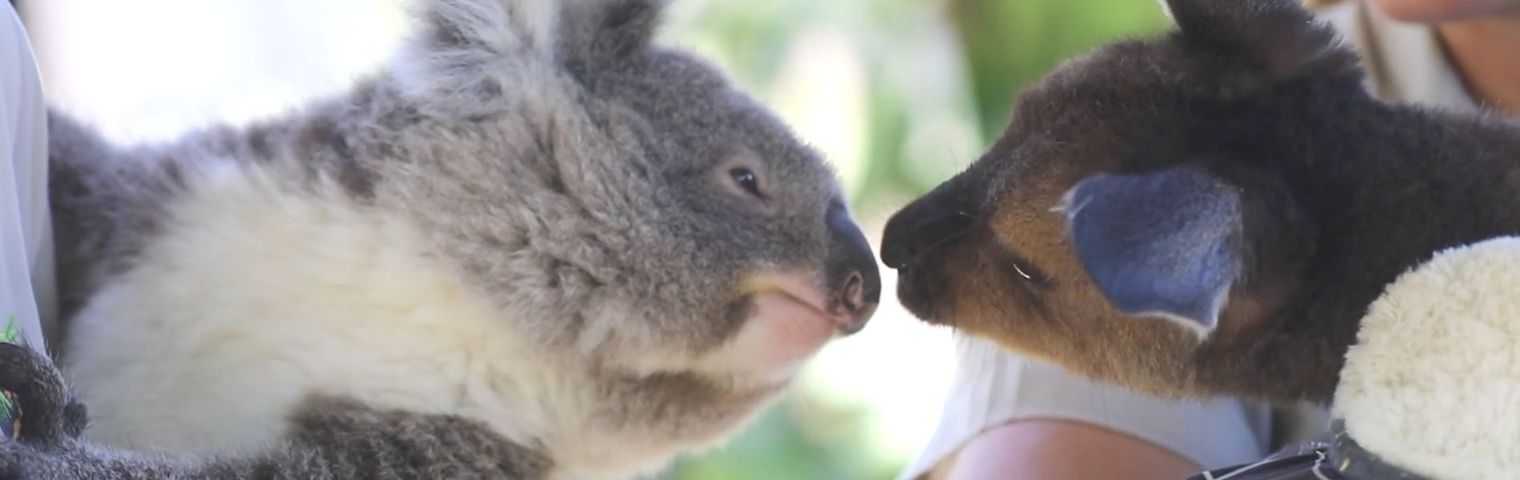 These koala & kangaroo joeys are best friends!