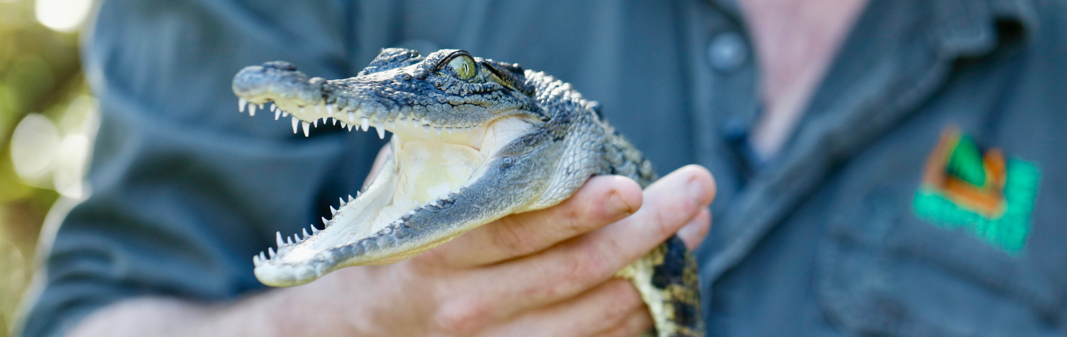 Introducing Lyle the Saltwater Crocodile For World Crocodile Day