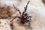 Australian Reptile Park Funnel Web Spider Australian Reptile Park Funnel Web Spider