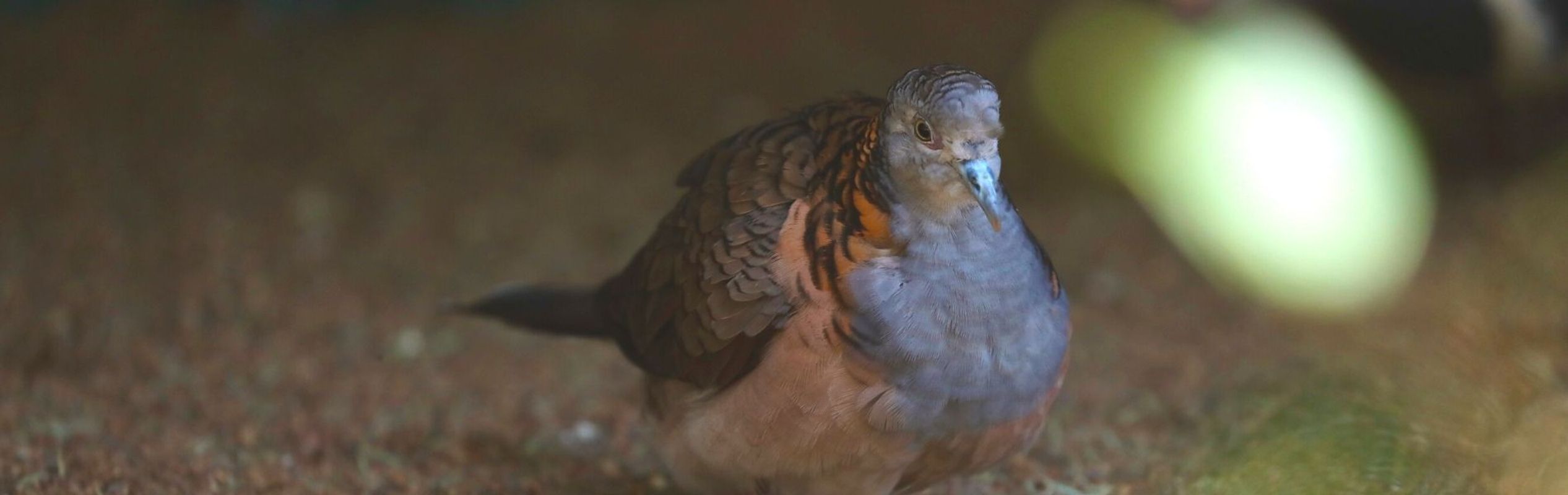 Australian Reptile Park Bar-Shouldered Dove