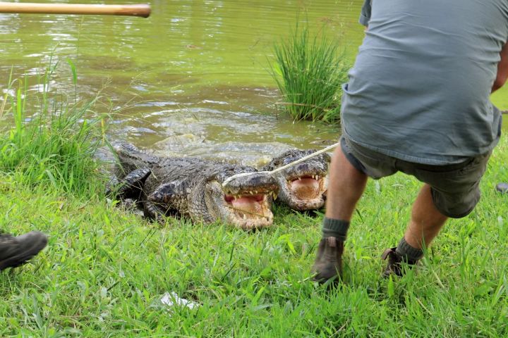 American Alligator on lagoon bank