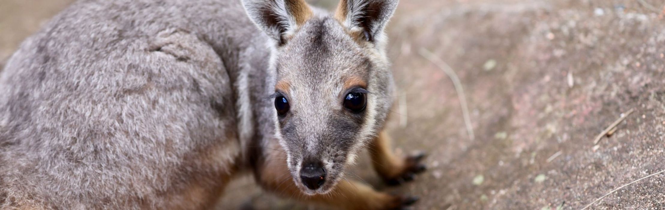 Yellow-Footed Rock-Wallaby