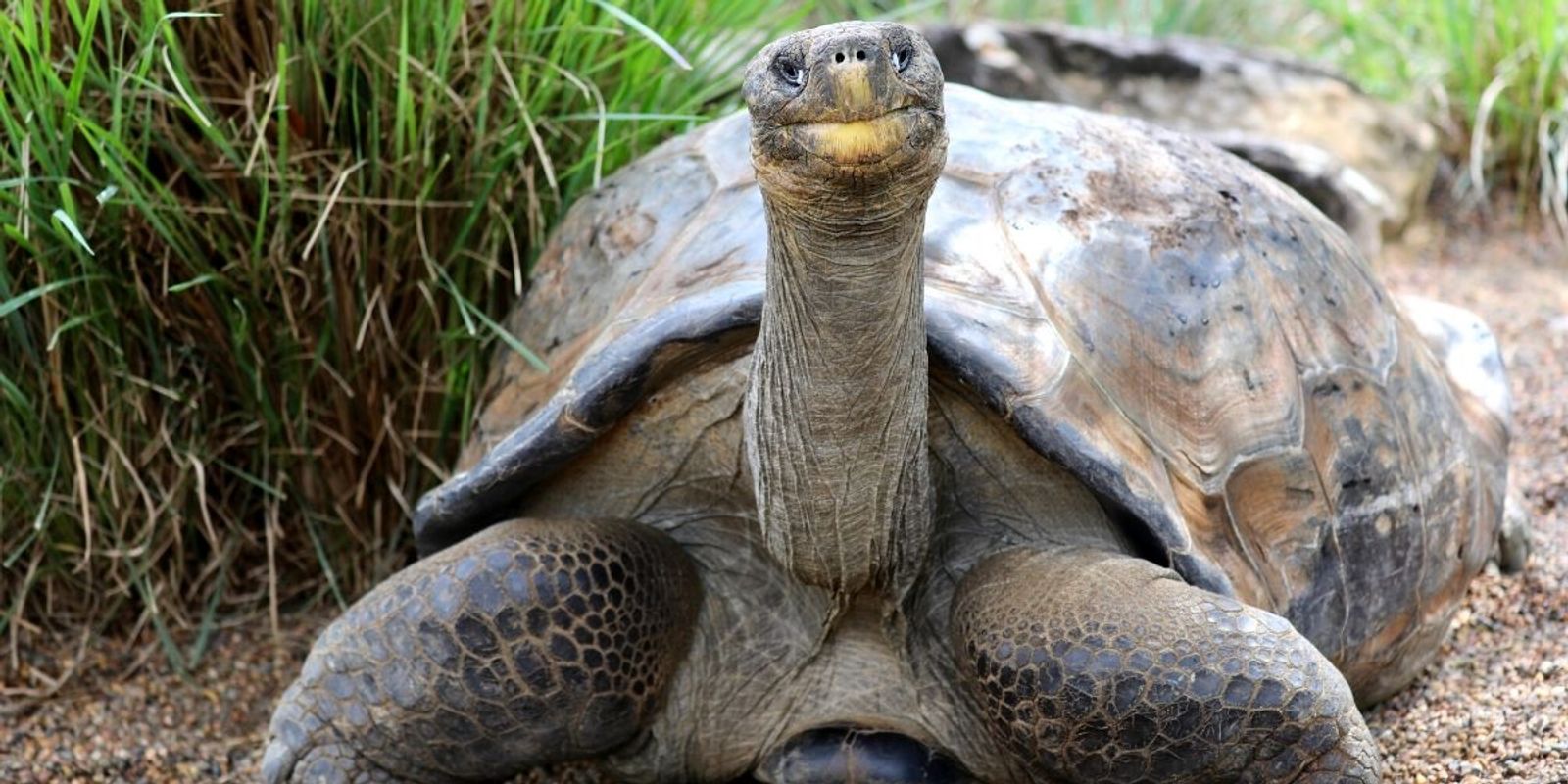 Australian Reptile Park Galapagos Tortoise