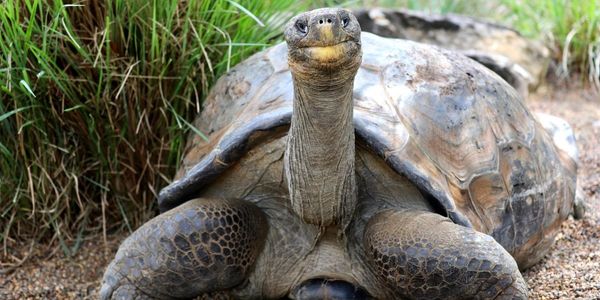 Hugo Galapagos Tortoise