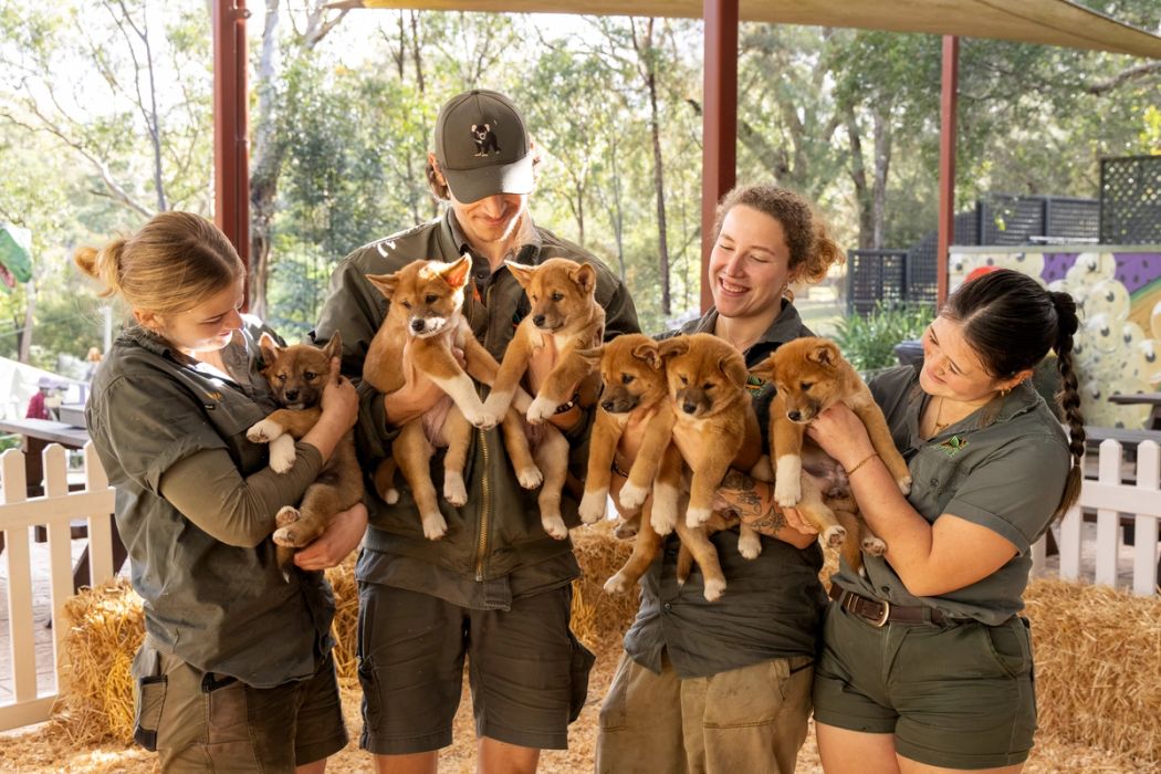 Dingo Puppies Sink Teeth Into First Bone | Australian Reptile Park