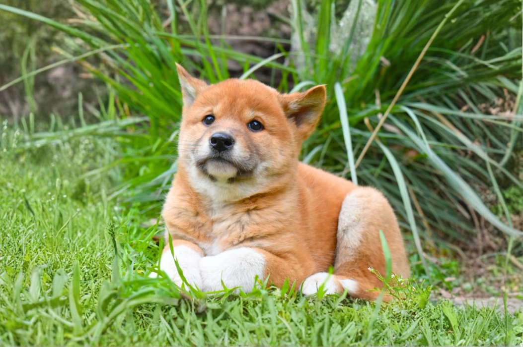 Dingo Puppy