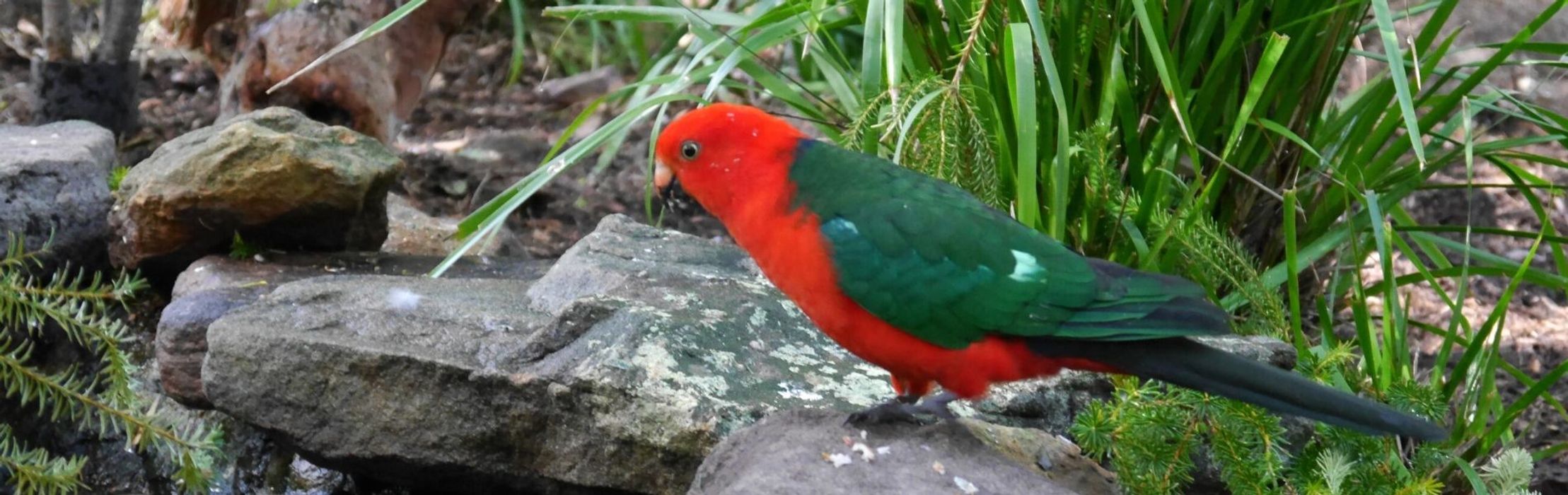 King Parrot