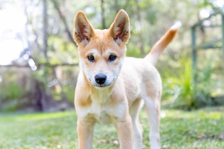 chilli-the-dingo-puppy