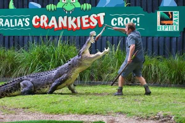 Elvis the Saltwater Crocodile - Australian Reptile Park