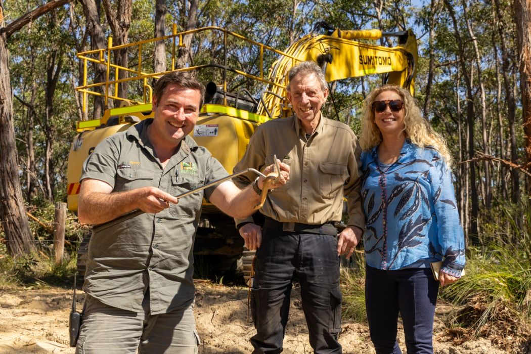 Death Adder Found in a Toolbox on the NSW Central Coast | Australian Reptile Park