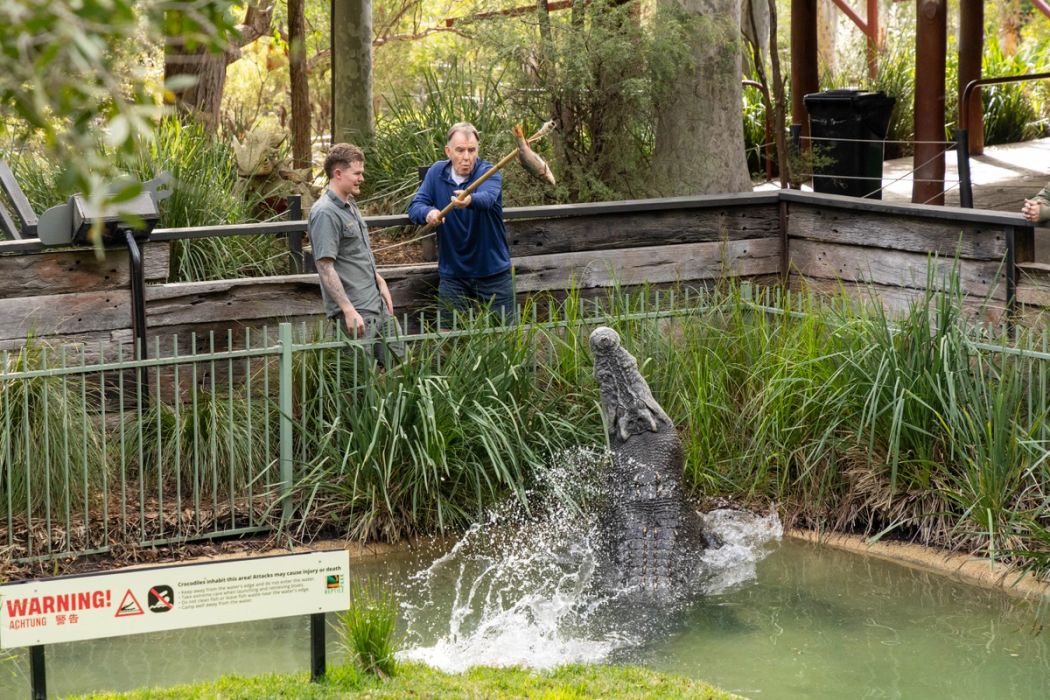 Mayor MaKinna Feeding Elvis the Saltwater Croc