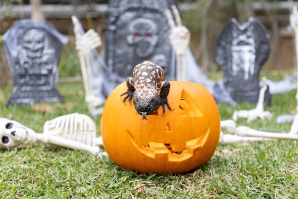Gila Monster in pumpking