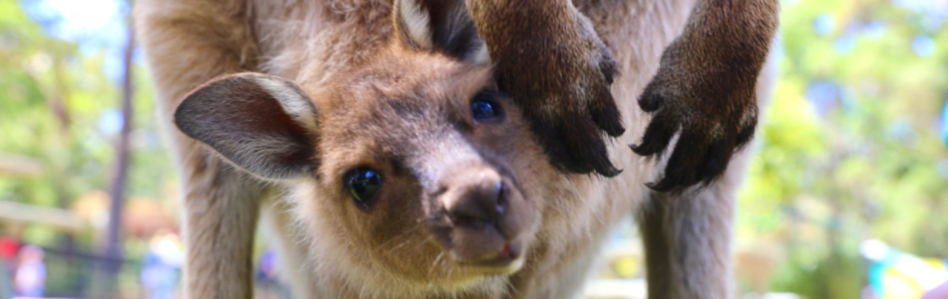 Australian Reptile Park - Kangaroo takes first hops on Australia Day