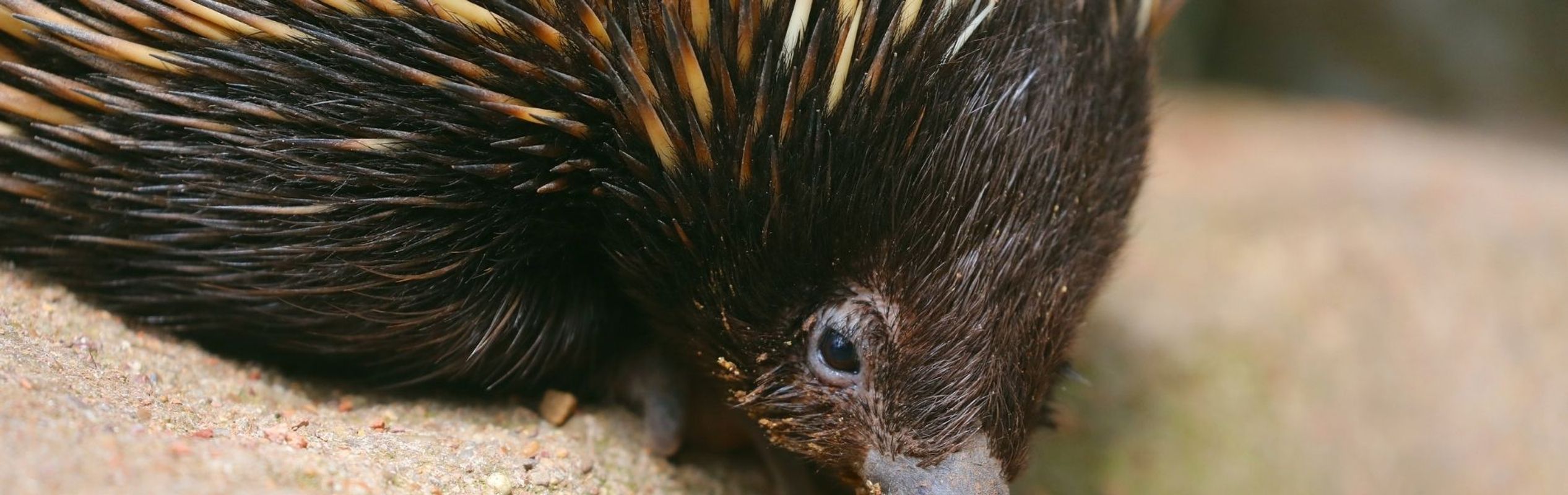 Australian Reptile Park Animal