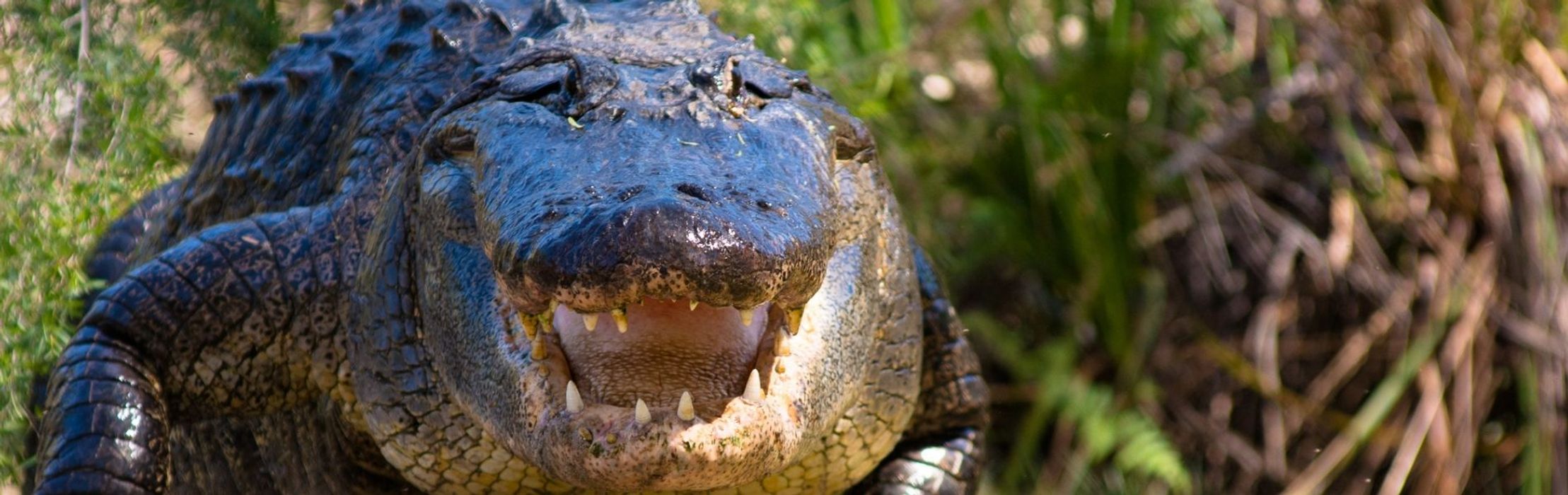 American Alligator