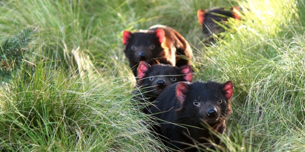Australian Reptile Park - Tasmanian Devil