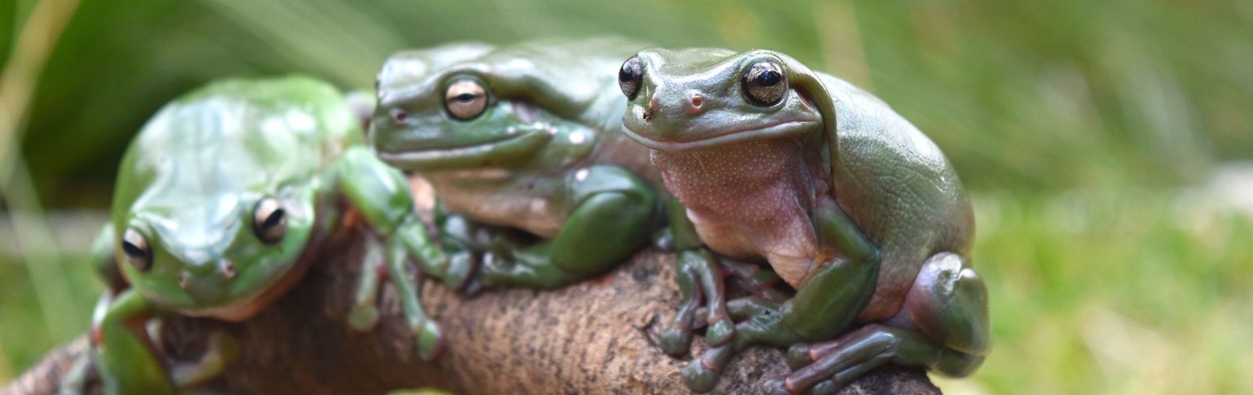 Australian Reptile Park Green Tree Frog