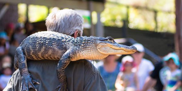 showtimes-crocodile-on-shoulder