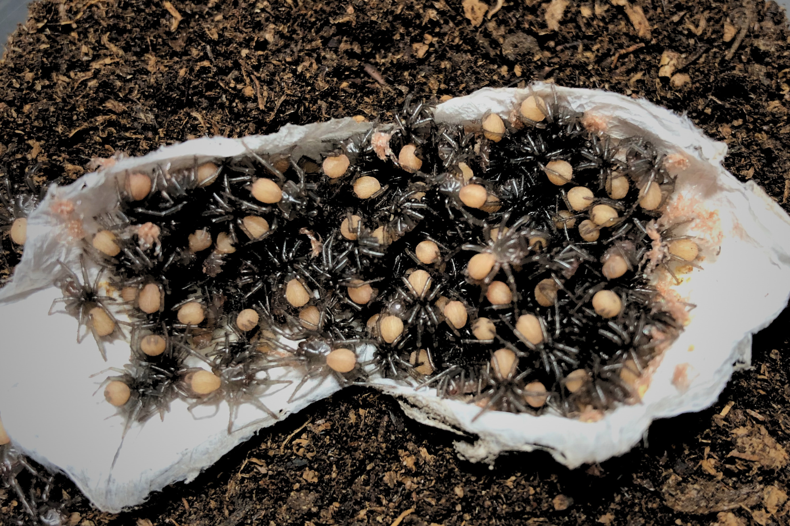 Funnel web spider hatchlings in soil