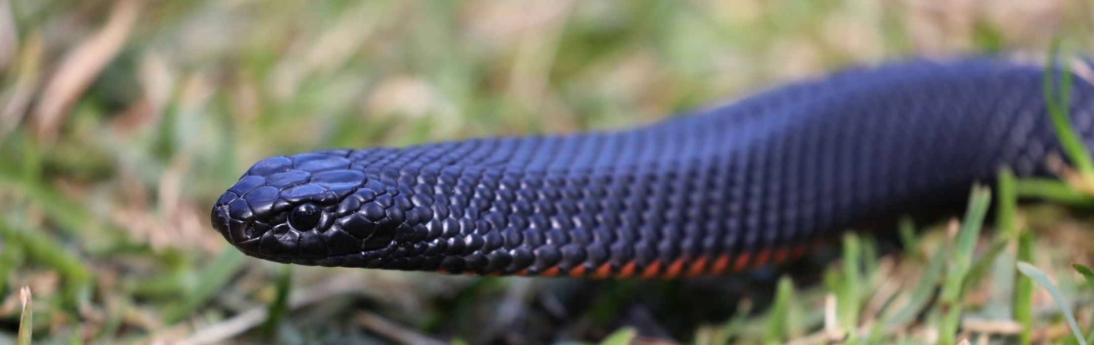 Warning: Snake Season Begins! What to Look out for...