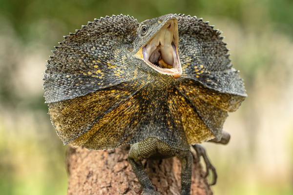 Frilled neck lizard