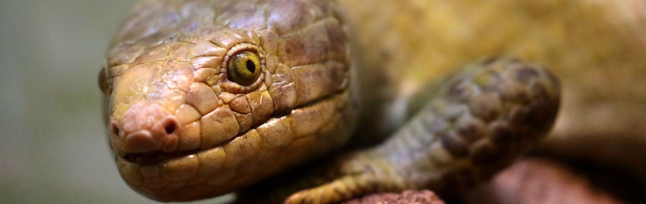 Solomon Island Skink