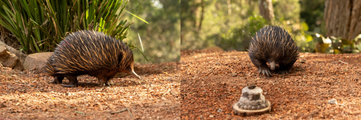 Echidna Puggle Piggle Celebrates First Birthday | Australian Reptile Park