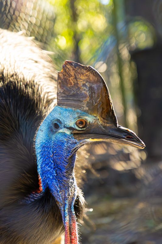 Australian Reptile Park Southern Cassowary