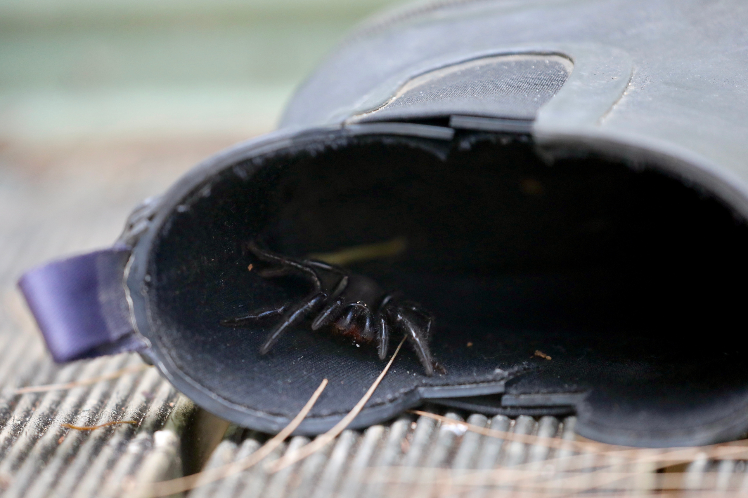Funnel web spider hiding inside shoe