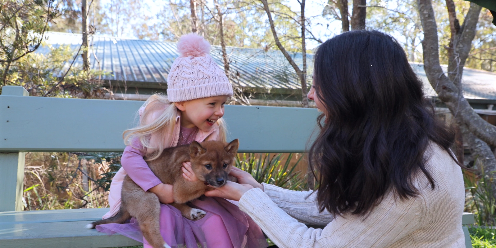Dingo puppy encounter 