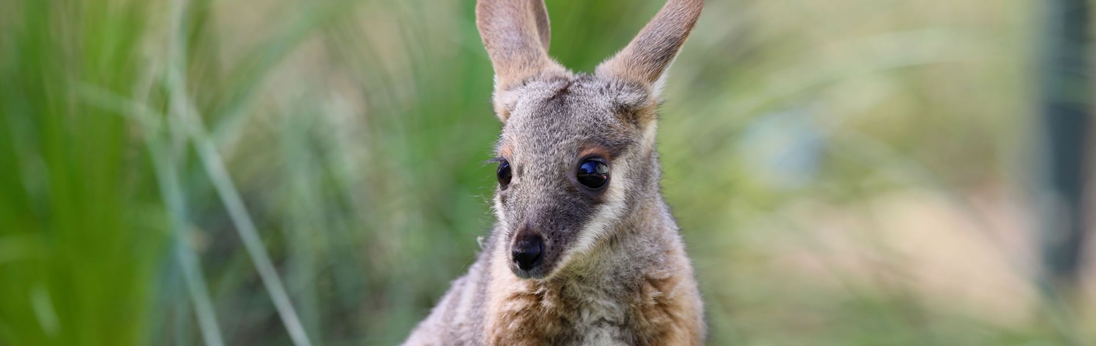 Wallaby joey takes first hops in time for Australia Day!