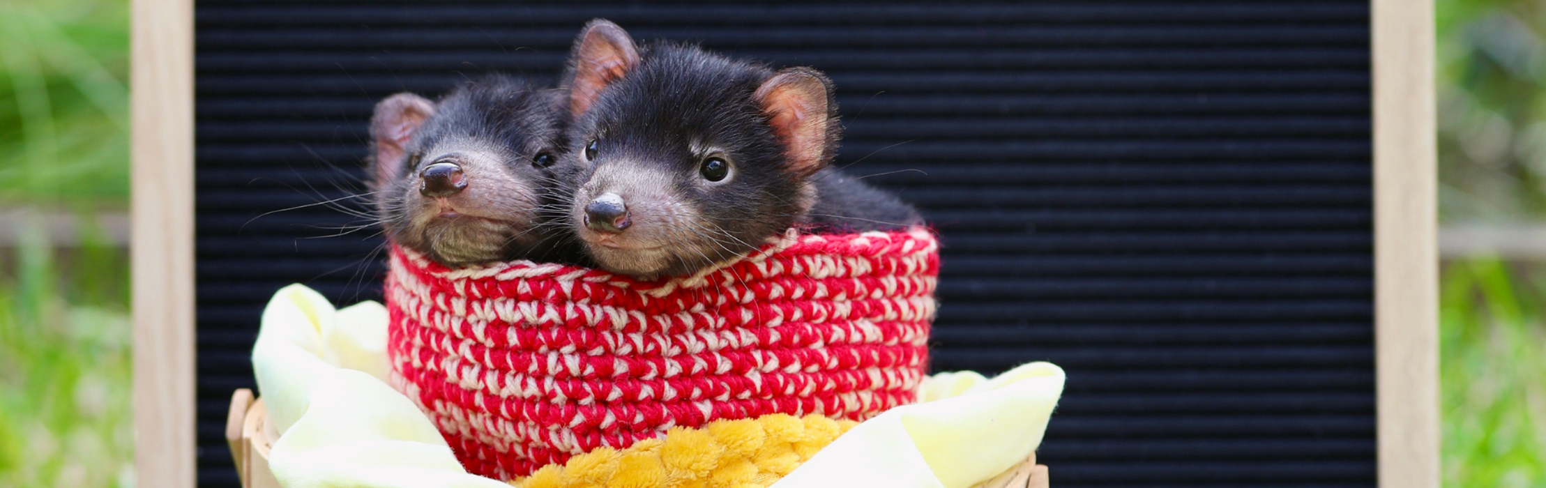 Meet Twin Tasmanian Devil Joeys - Vegemite & Toast