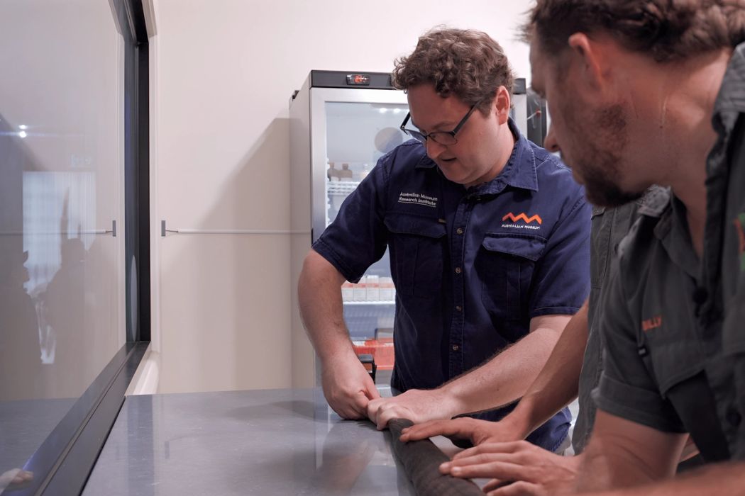 Shazza: The Biggest Living Death Adder Ever Recorded | Australian Reptile Park