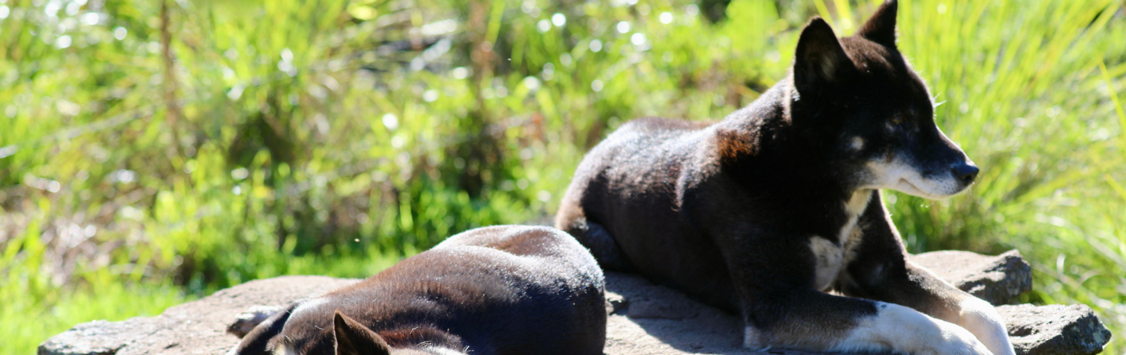 Fred the Dingo Finally Finds Love Again