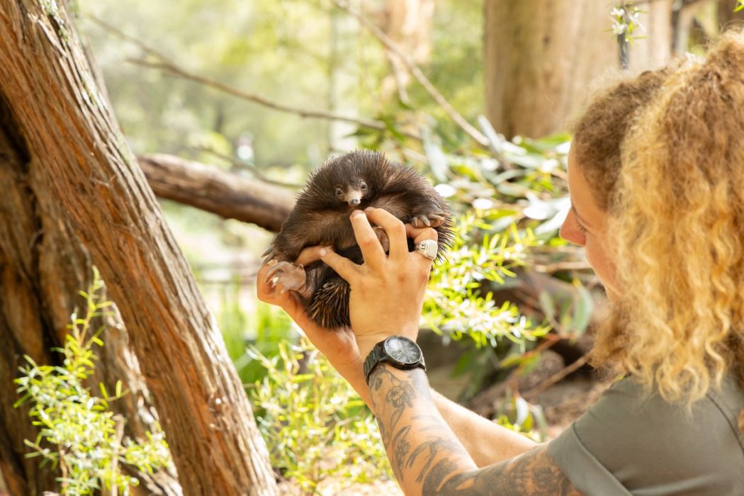 Piggle the Echidna Puggle