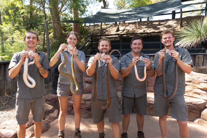 5 zookeepers milking venomous snakes 
