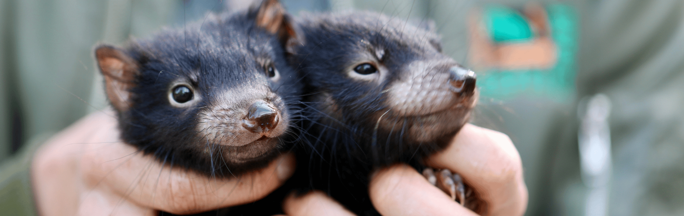 Twin Tasmanian Devil Joeys Steal Hearts