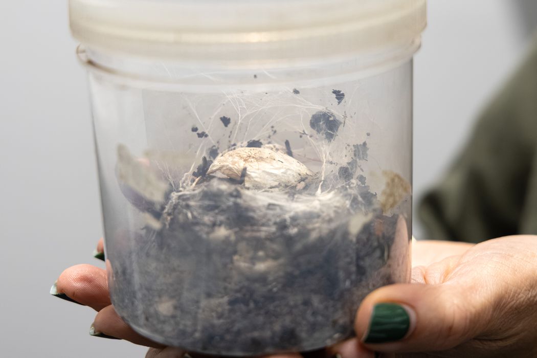 First Funnel Web Egg Sac of the Season | Australian Reptile Park